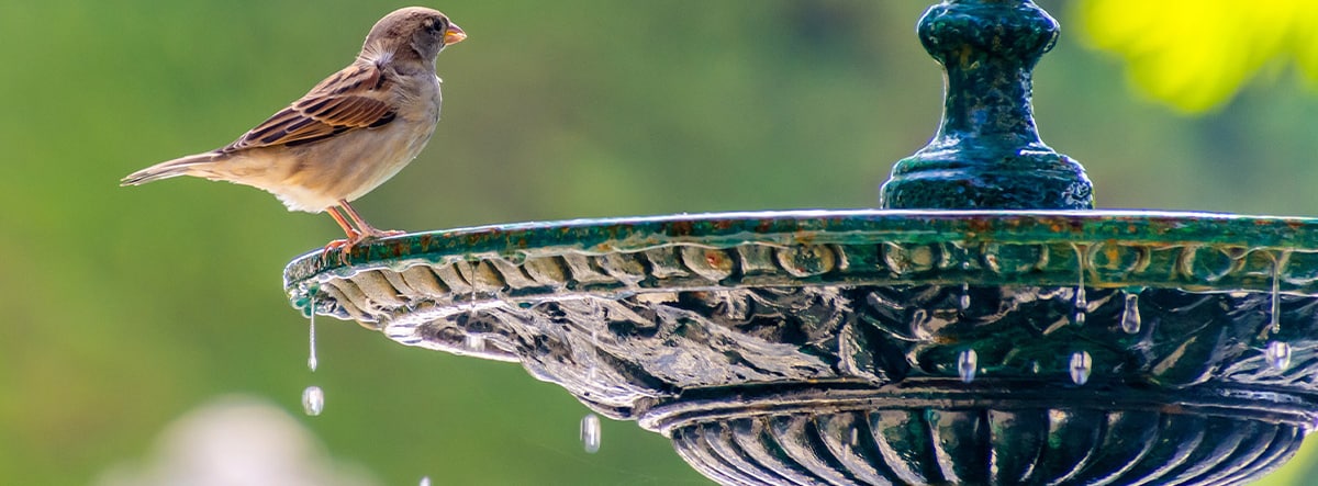 Pressure Washing a Bird Bath