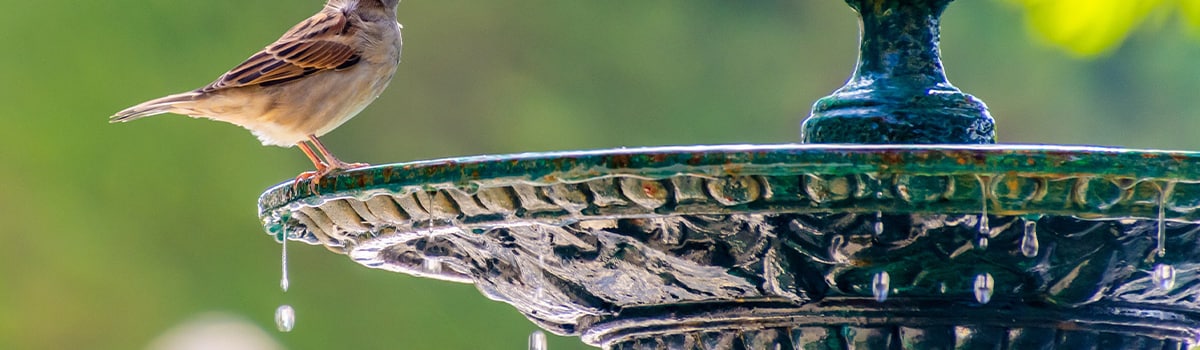 Pressure Washing a Bird Bath