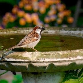 Bird Using Dirty Bird Bath