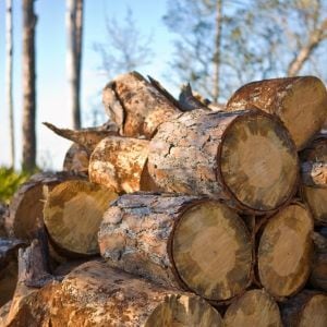 Stacked Firewood Logs