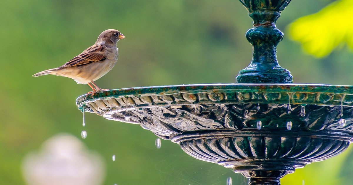 Pressure Washing a Bird Bath